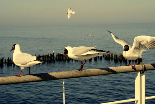 at the seasidee