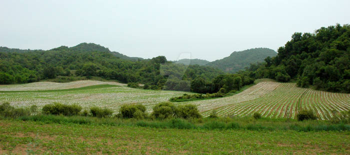 Chinese Tobacco Fields