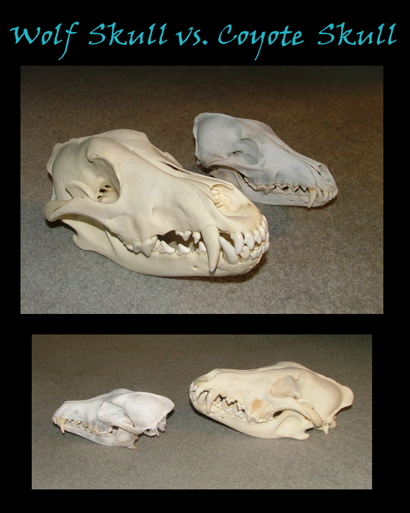 Wolf Skull Vs Coyote Skull By Gray Ghost Creations On Deviantart Wolf Skull Vs Coyote Skull By Gray Ghost Creations On Deviantart