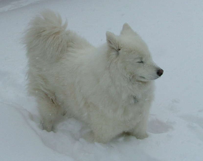 Snow Puppy