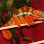 Mr Red Chameleon