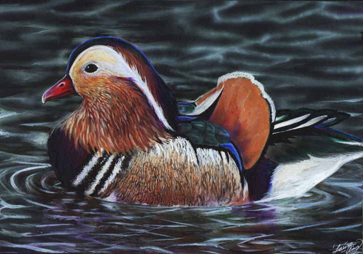 Mandarin Duck