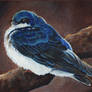 Blue Tree Swallow