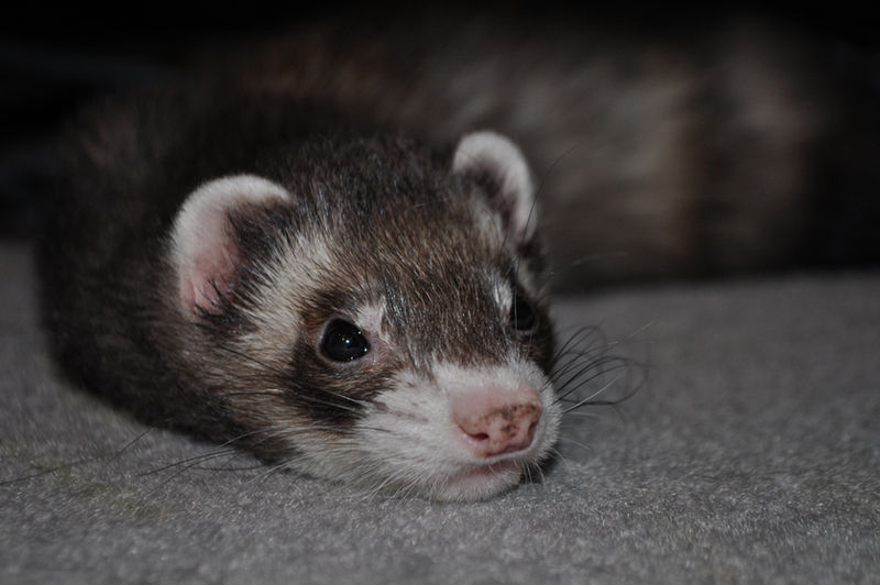 Bumpy Ferret Mister Floppy Ferret by Gray-Ghost-Creations on DeviantArt