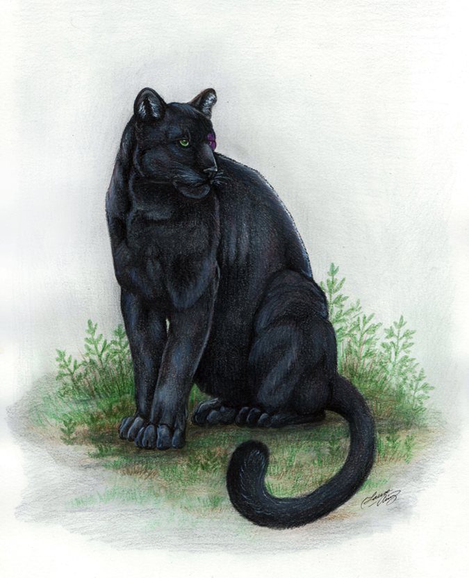 Black Panther by Gray-Ghost-Creations on DeviantArt Black Panther by Gray-Ghost-Creations on DeviantArt