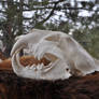 Leopard Skull - Beautiful Hand Made Skull Replica