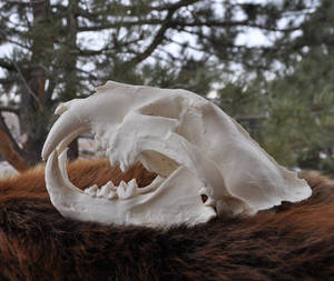 Leopard Skull - Beautiful Hand Made Skull Replica