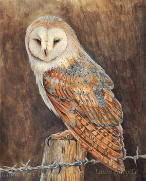 Barn Owl by Gray-Ghost-Creations Barn Owl by Gray-Ghost-Creations
