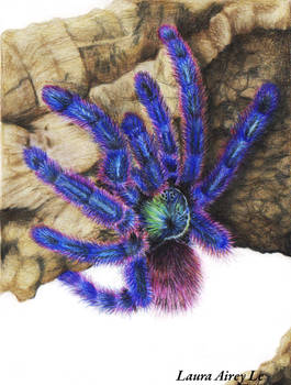 Avicularia Versicolor