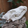 Handmade Replica Wolf Skull