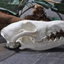 Hand Made Replica Coyote Skull