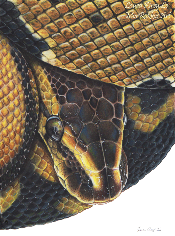 Ball Python by Gray-Ghost-Creations on DeviantArt