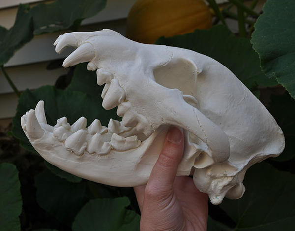 Hand Made Hyena Skull Replica