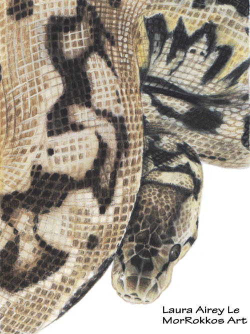 Ball Python Drawing by Gray-Ghost-Creations on DeviantArt