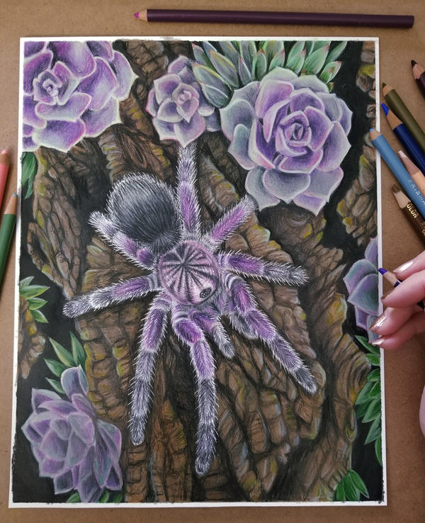 Purple Bloom Tarantula