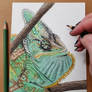 Gryndahl Veiled Chameleon Portrait