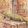 Desert Uromastyx