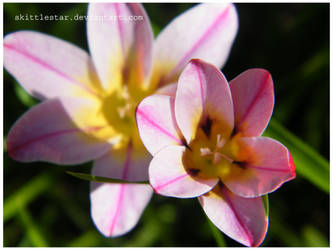 In our meadow