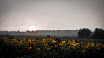 Sunset Sunflowers by louislienhoeft