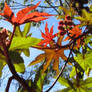 Colorful Leaves