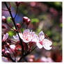 Prunus II