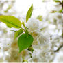 White Flower Tree