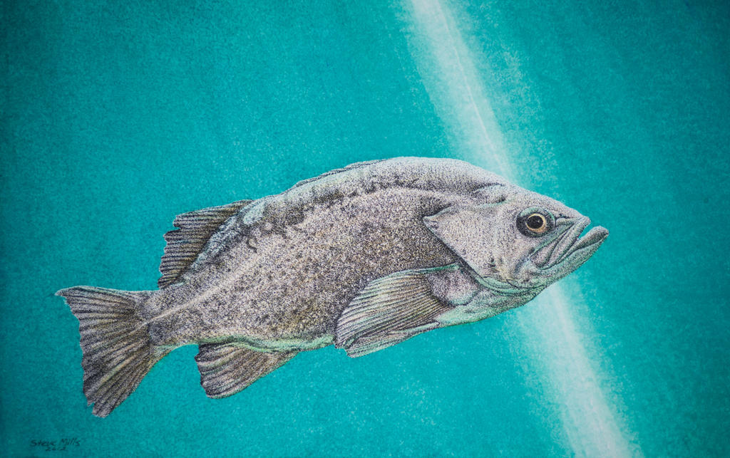 Rockfish by stevemills-pencilart on DeviantArt