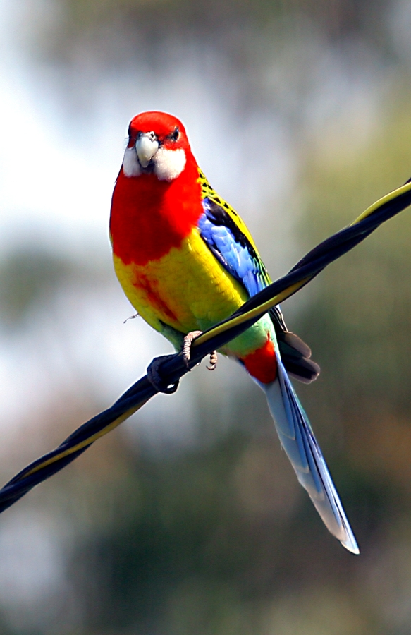 Eastern Rosella