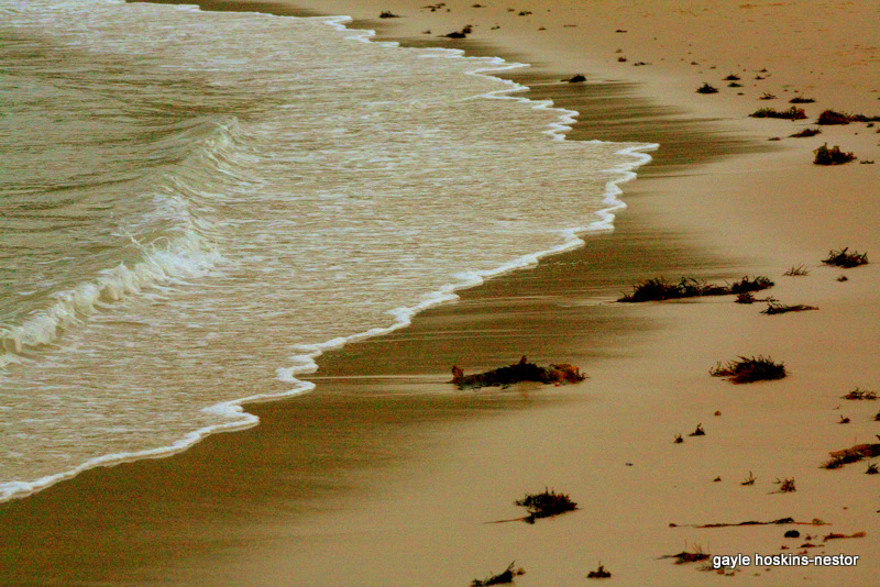 Sands At Shelly