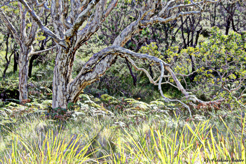 A Walk In The Bush