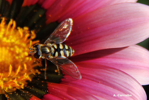 insect on a flower 2