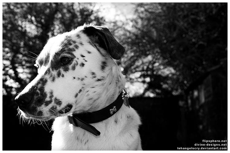 Spotty Dog 4