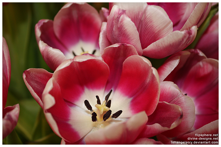 Tulips