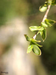 New Leaves