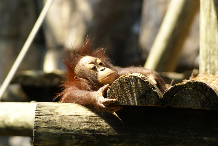 Little Baby Monkey Arangatang by mjhproductions on DeviantArt