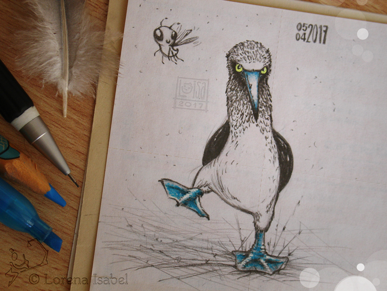 # 28 - Blue-footed booby -