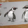 # 35 - African penguin -