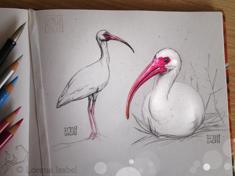 # 40 - White Ibis -