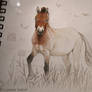 Day 29 - Przewalski's Horse