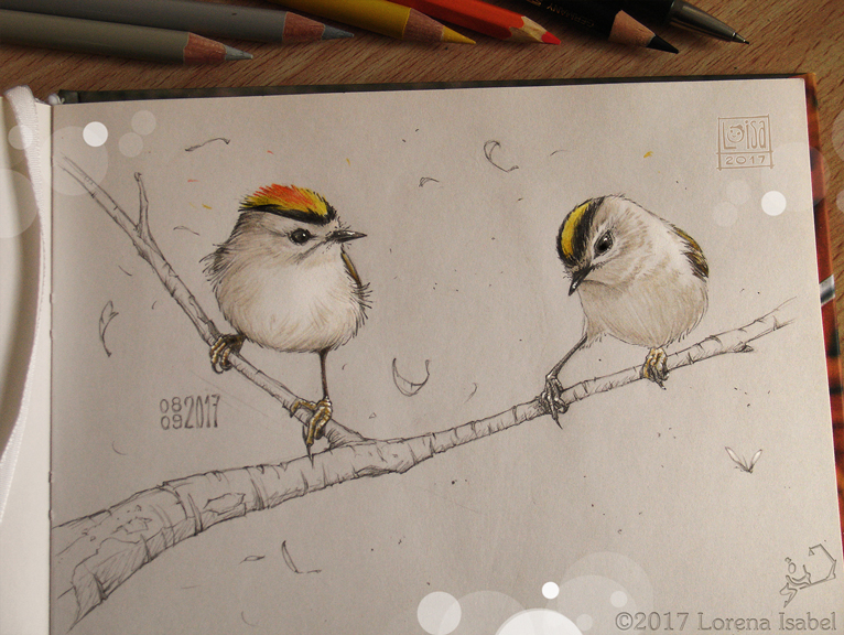 Golden-crowned Kinglet