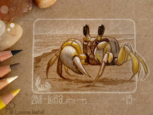 15 - Ghost Crab by Loisa