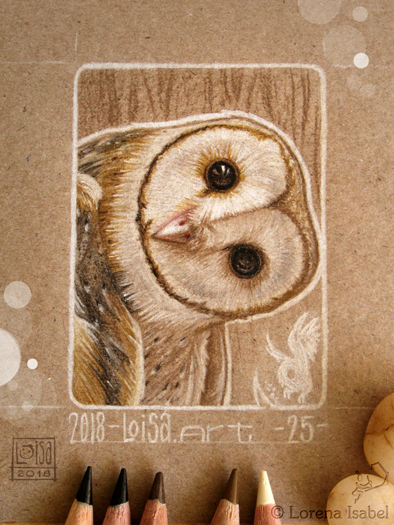 25 -  Barn Owl