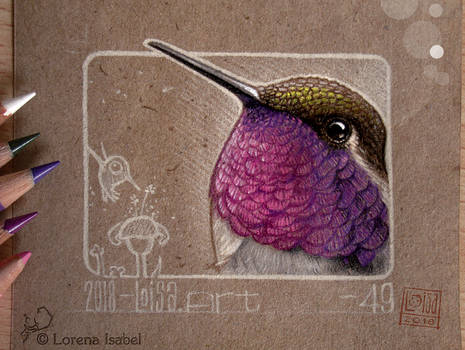 49 - Hummingbird