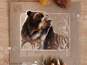51 - Spectacled Bear -