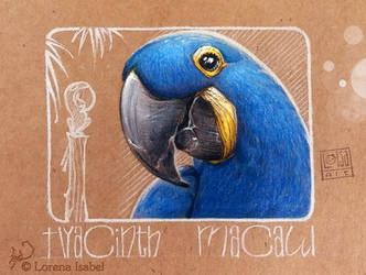 Hyacinth Macaw