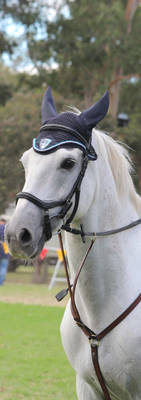 Photo of a horse taken at a show in Melbourne