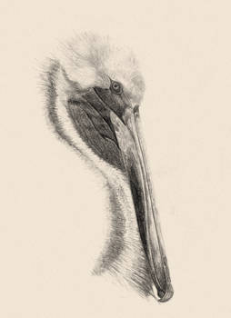 Pelican