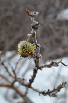 Spring flower