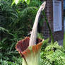 Romero, IT BLOOMS
