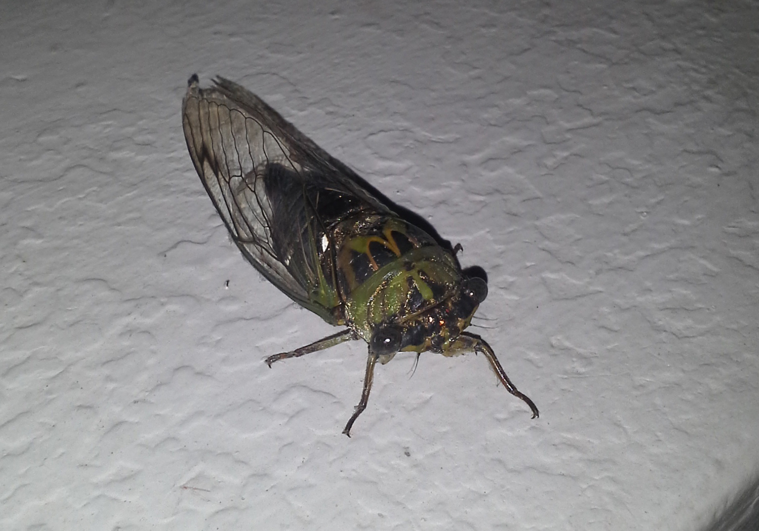 Cicadas Are Dumb